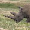 View the image: Rhinoceros - Olympus E-30