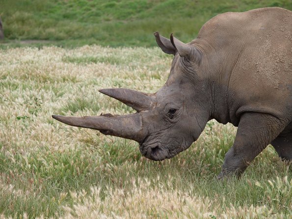Rhinoceros - Olympus E-30