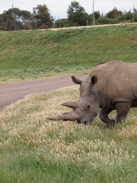 Rhinoceros - Olympus E-30