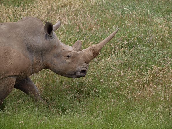 Rhinoceros - Olympus E-30