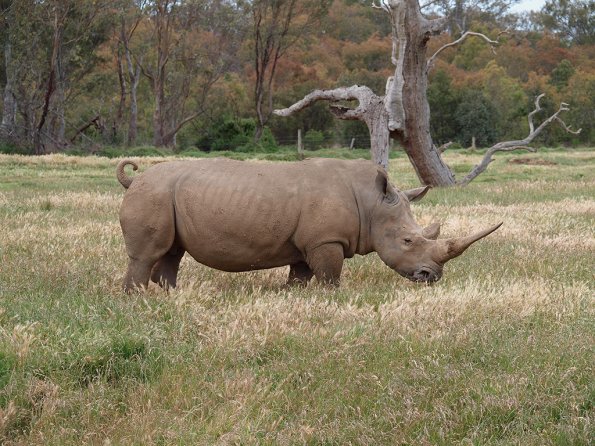 Rhinoceros - Olympus E-30
