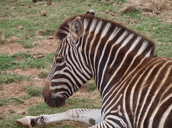 Zebra - Olympus E-30