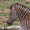 View the image: Zebra - Olympus E-30