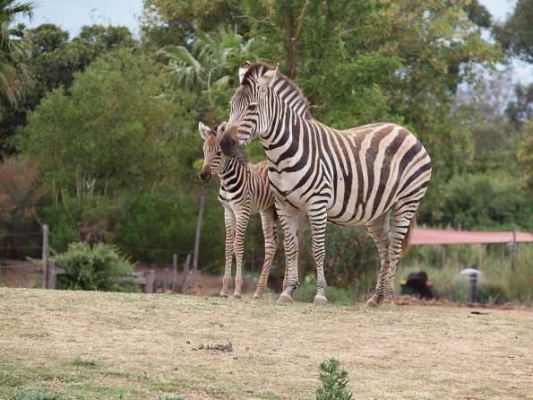 Zebra - Olympus E-30
