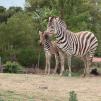 View the image: Zebra - Olympus E-30