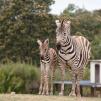 View the image: Zebra - Olympus E-30