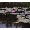 View the image: Olympus E-30