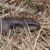 View the image: Blue tongue lizard - Olympus E-30