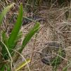 View the image: Tiger snake and Blue-tongue lizard - Olympus E-30