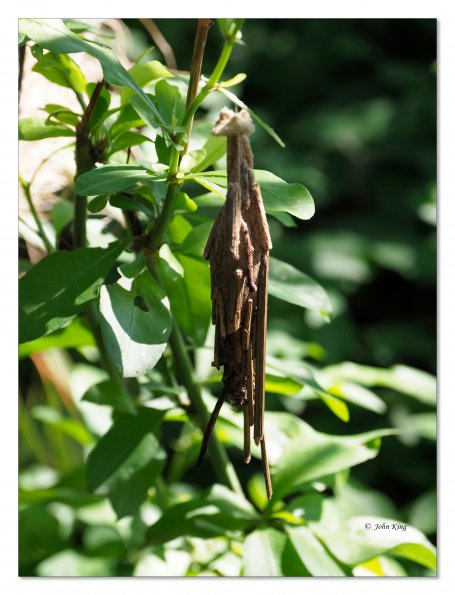 Olympus OM-D E-M1 MkII MILC