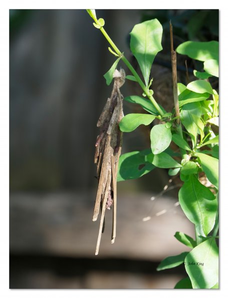 Olympus OM-D E-M1 MkII MILC