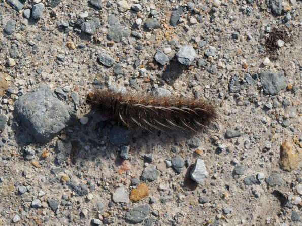 Olympus OM-D E-M1 MILC