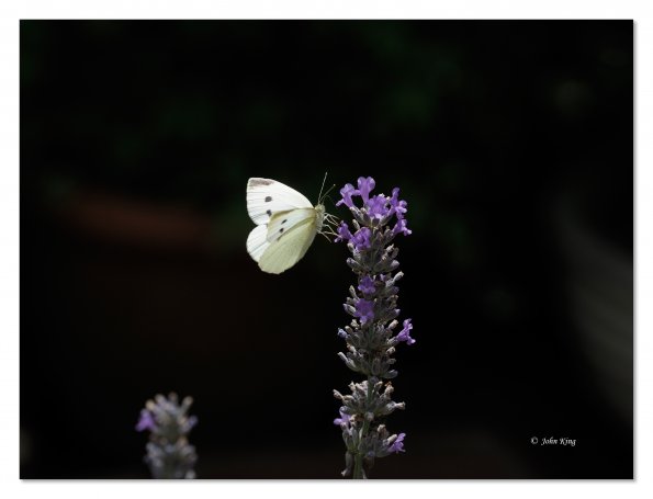 Cabbage moth on lavender