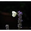 View the image: Cabbage moth on lavender