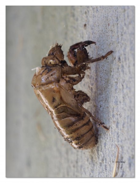 Olympus OM-D E-M1 MkII MILC