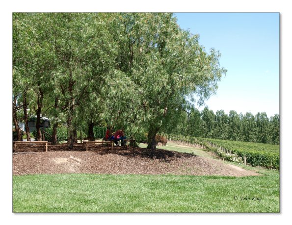 Tarrawarra Art Gallery & Winery - Buildings  & Surrounds