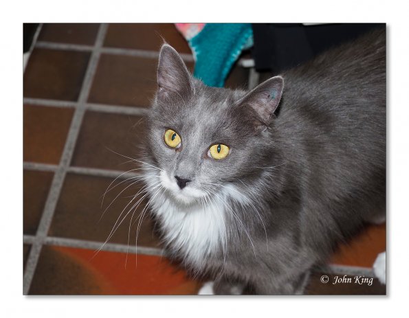 OLYMPUS DIGITAL CAMERA