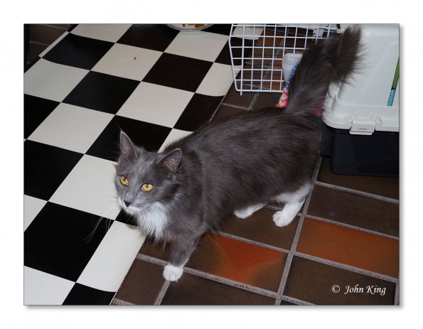 OLYMPUS DIGITAL CAMERA