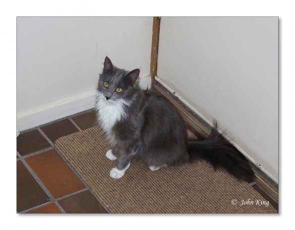 OLYMPUS DIGITAL CAMERA