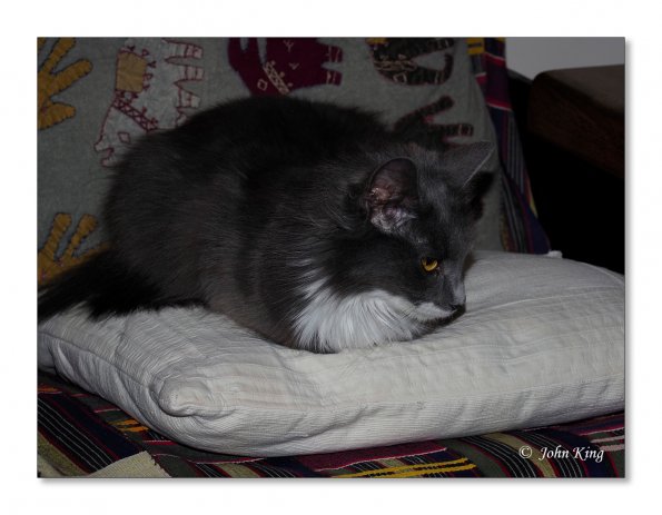 OLYMPUS DIGITAL CAMERA