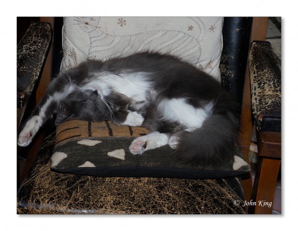 OLYMPUS DIGITAL CAMERA