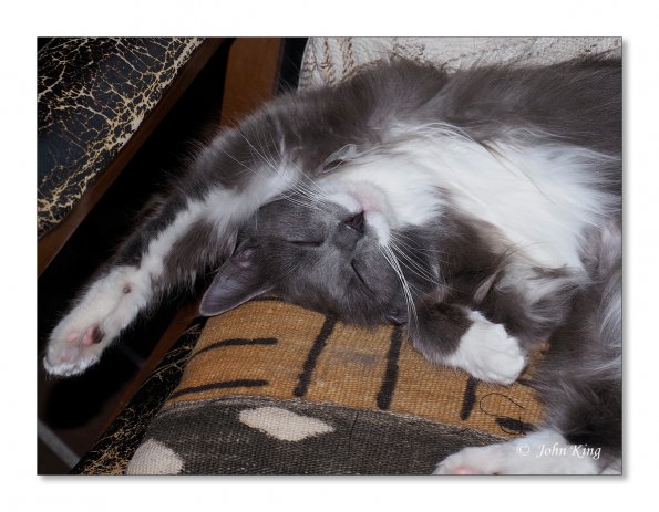 OLYMPUS DIGITAL CAMERA