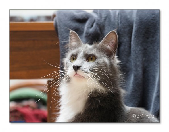 OLYMPUS DIGITAL CAMERA