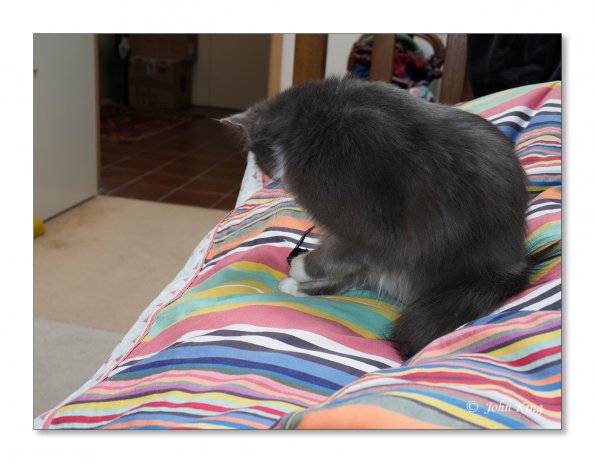 OLYMPUS DIGITAL CAMERA