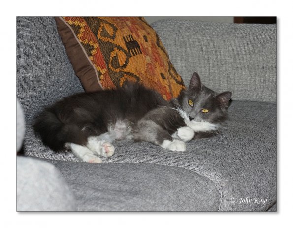 OLYMPUS DIGITAL CAMERA