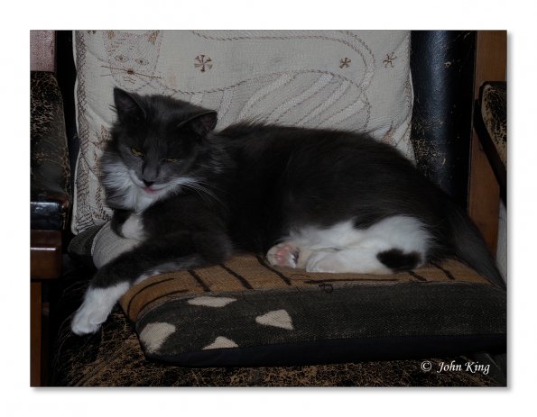 OLYMPUS DIGITAL CAMERA