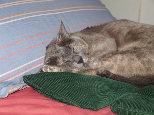 Lizzie on wheat bags