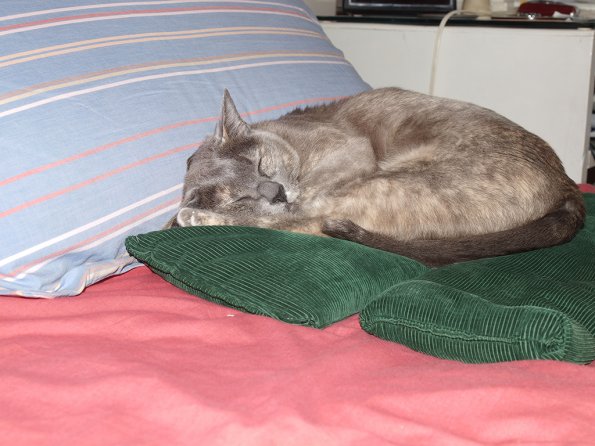 Lizzie on wheat bags