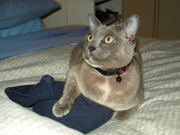 Rosa hanging on to wheat bag