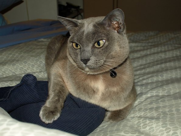 Rosa hanging on to wheat bag