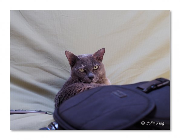 Olympus OM-D E-M1 MILC