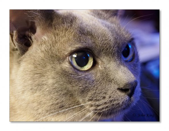 Olympus OM-D E-M1 MILC