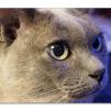 View the image: Olympus OM-D E-M1 MILC