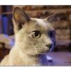 View the image: Olympus OM-D E-M1 MILC