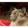 View the image: Olympus OM-D E-M1 MILC