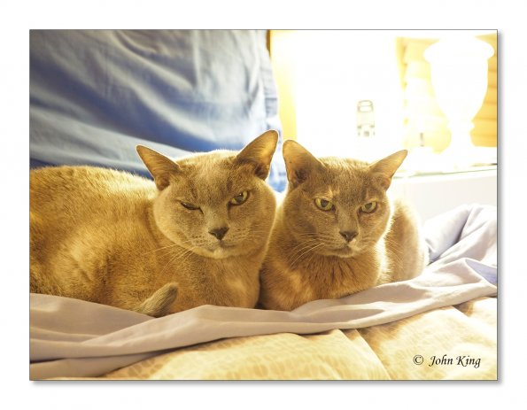 Olympus OM-D E-M1 MILC