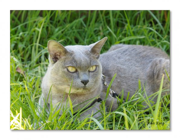 Olympus OM-D E-M1 MILC