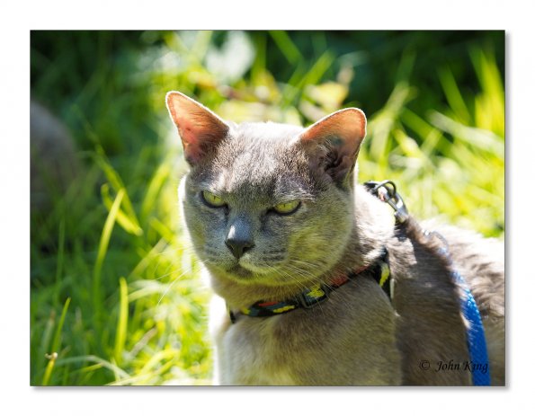 Olympus OM-D E-M1 MILC