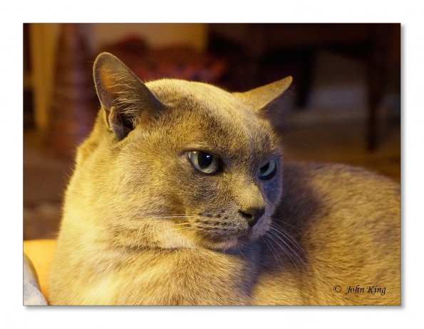 Olympus OM-D E-M1 MILC