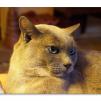 View the image: Olympus OM-D E-M1 MILC