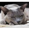 View the image: Olympus OM-D E-M1 MILC
