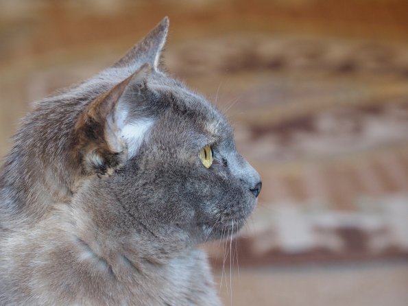 Olympus OM-D E-M1 MILC