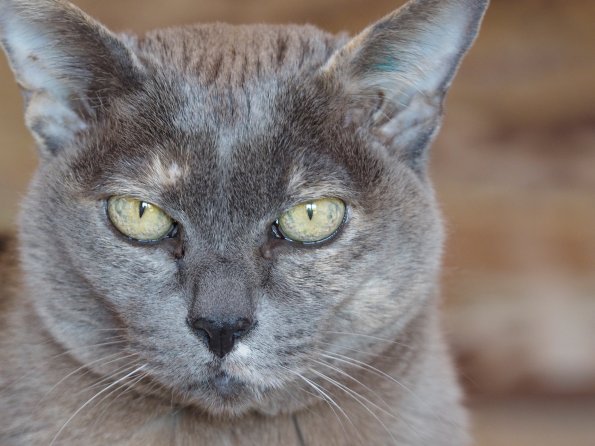 Olympus OM-D E-M1 MILC