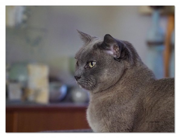 Rosa at ISO 6400