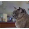 View the image: Rosa at ISO 6400