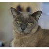View the image: Rosa at ISO 6400